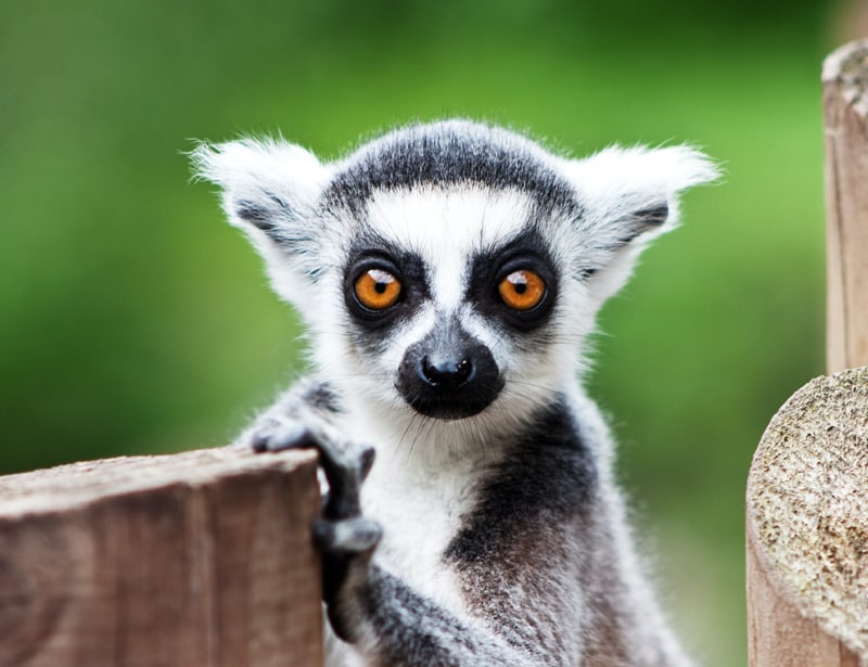 lemur's front view