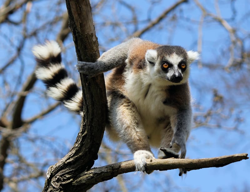 lemur preparing to jump