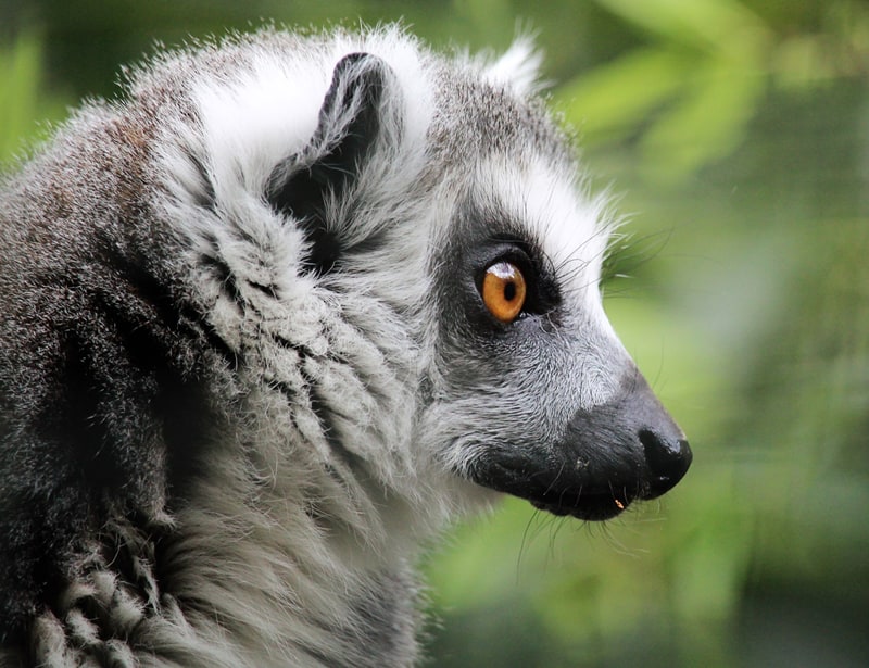 lemur's side view