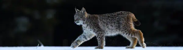 lynx facts