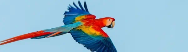 macaw facts