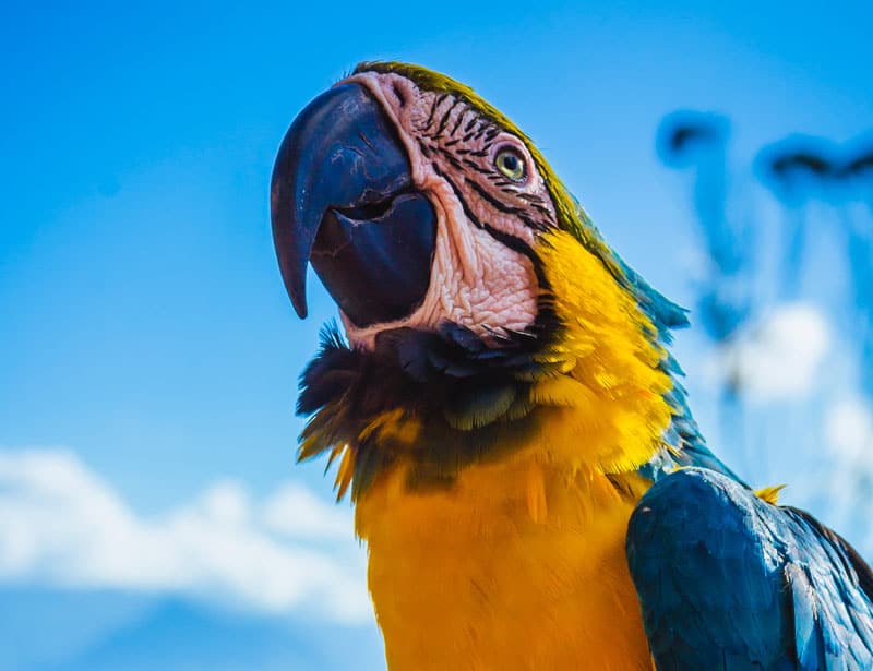 blue and yellow macaw