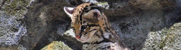 ocelot facts