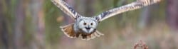 Owl Facts