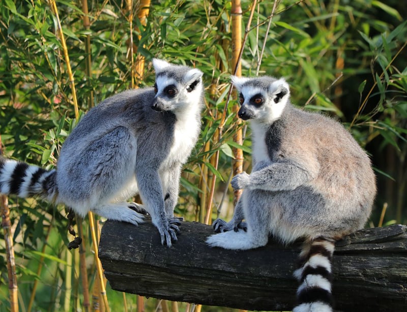 pair of lemurs