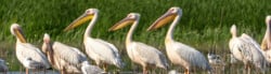 pelican-facts