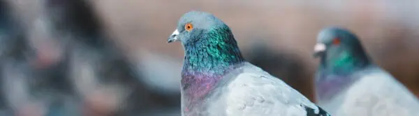 pigeon facts