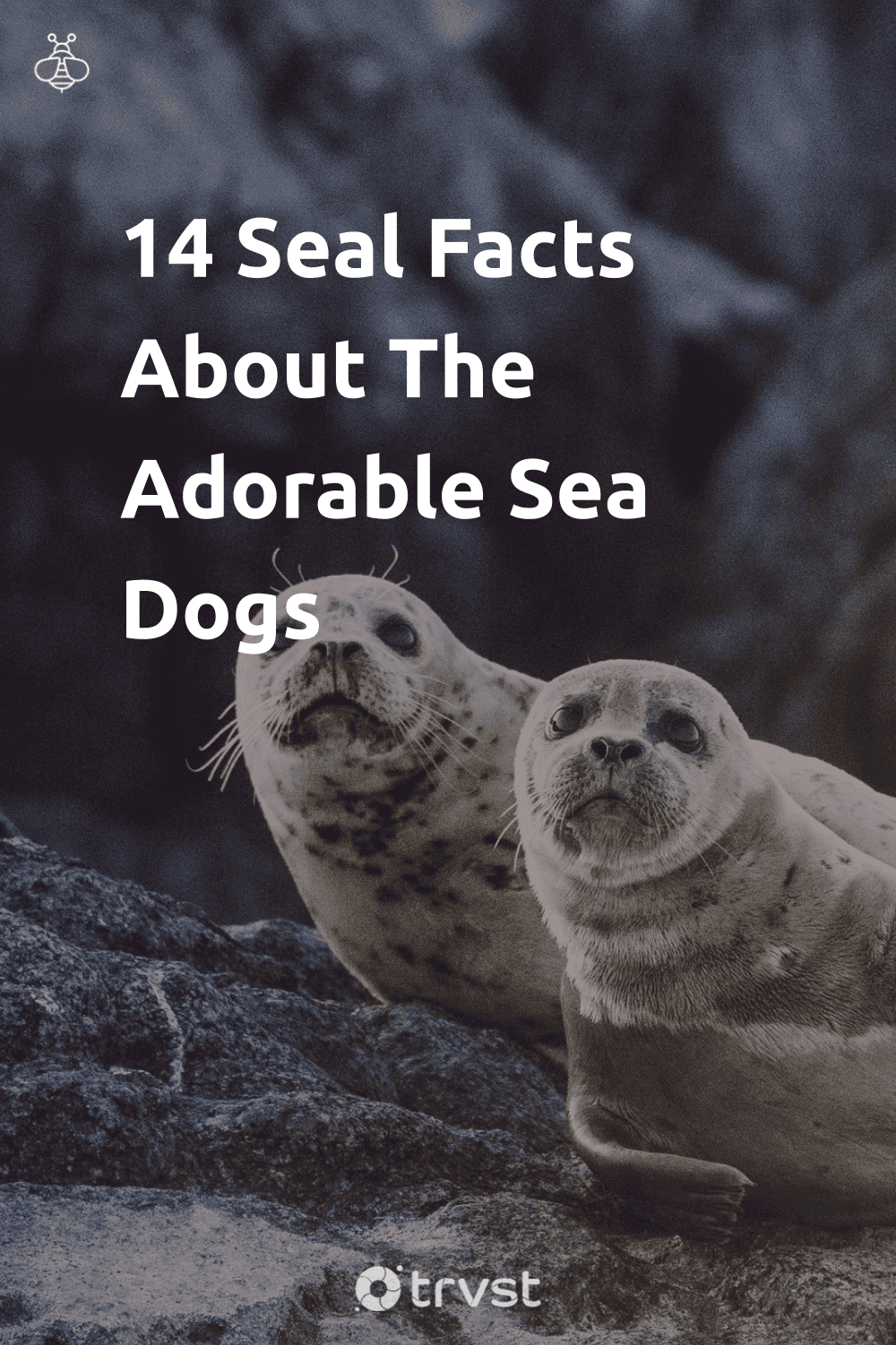Pinterest Image for 14 Seal Facts About The Adorable Sea Dogs