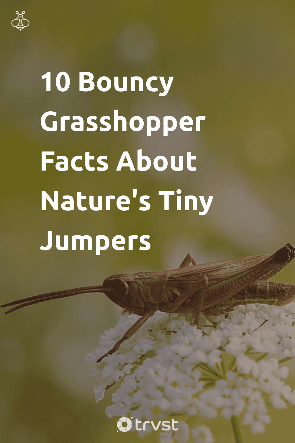Pinterest Image for 10 Bouncy Grasshopper Facts About Nature's Tiny Jumpers