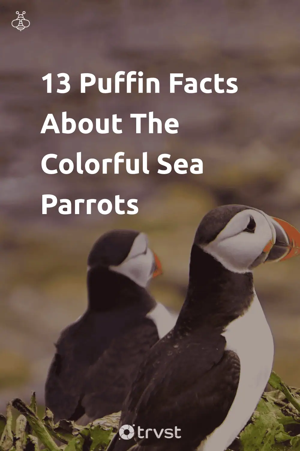 Pinterest Image for 13 Puffin Facts About The Colorful Sea Parrots
