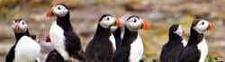 puffin facts