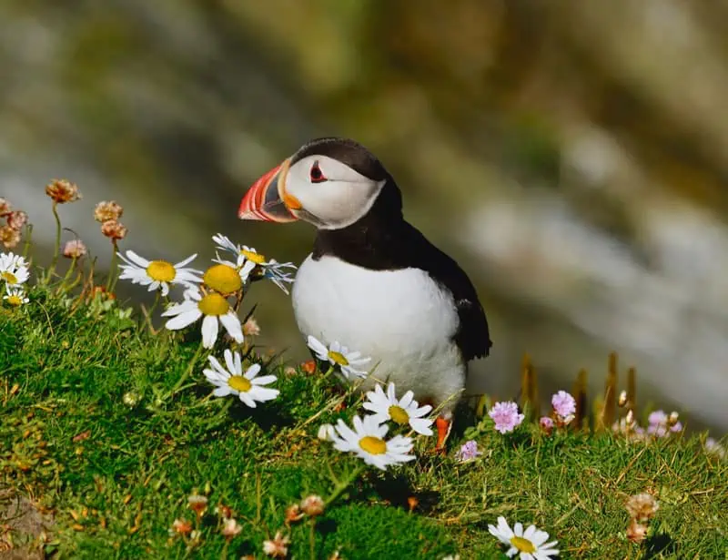 sea parrot on grass