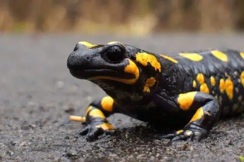 18 Must-Know Salamander Facts About These Amphibians