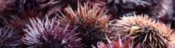 sea urchin facts