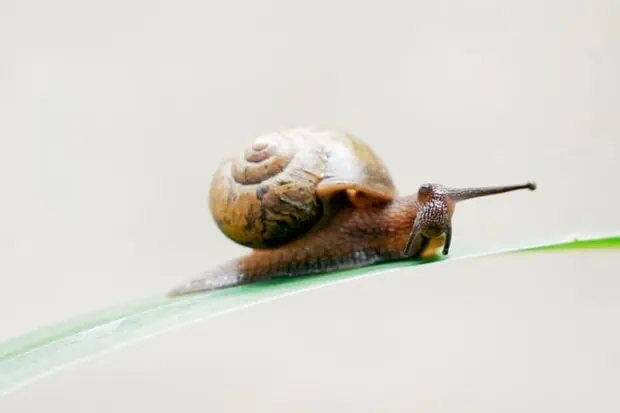 15 Snail Facts About The Slimy Wonder