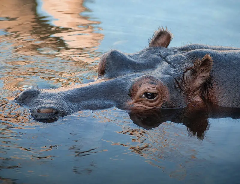 hippo submerged in the water