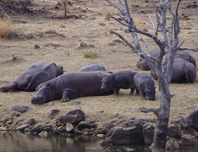 sunbathing pod of hippos