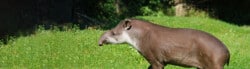 tapir facts