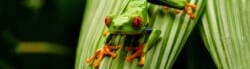 tree frog facts