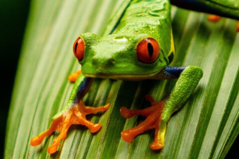 10 Tremendous Tree Frog Facts About These Amazing Amphibians