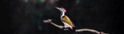 woodpecker facts