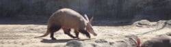 aardvark facts