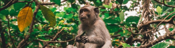 animals that start with m