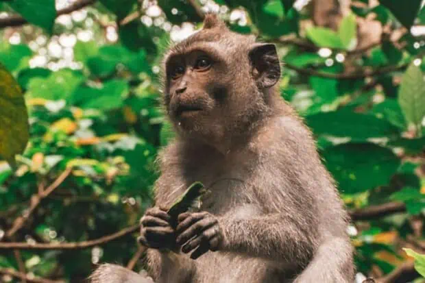 33 Animals That Start With M With Pictures And Facts