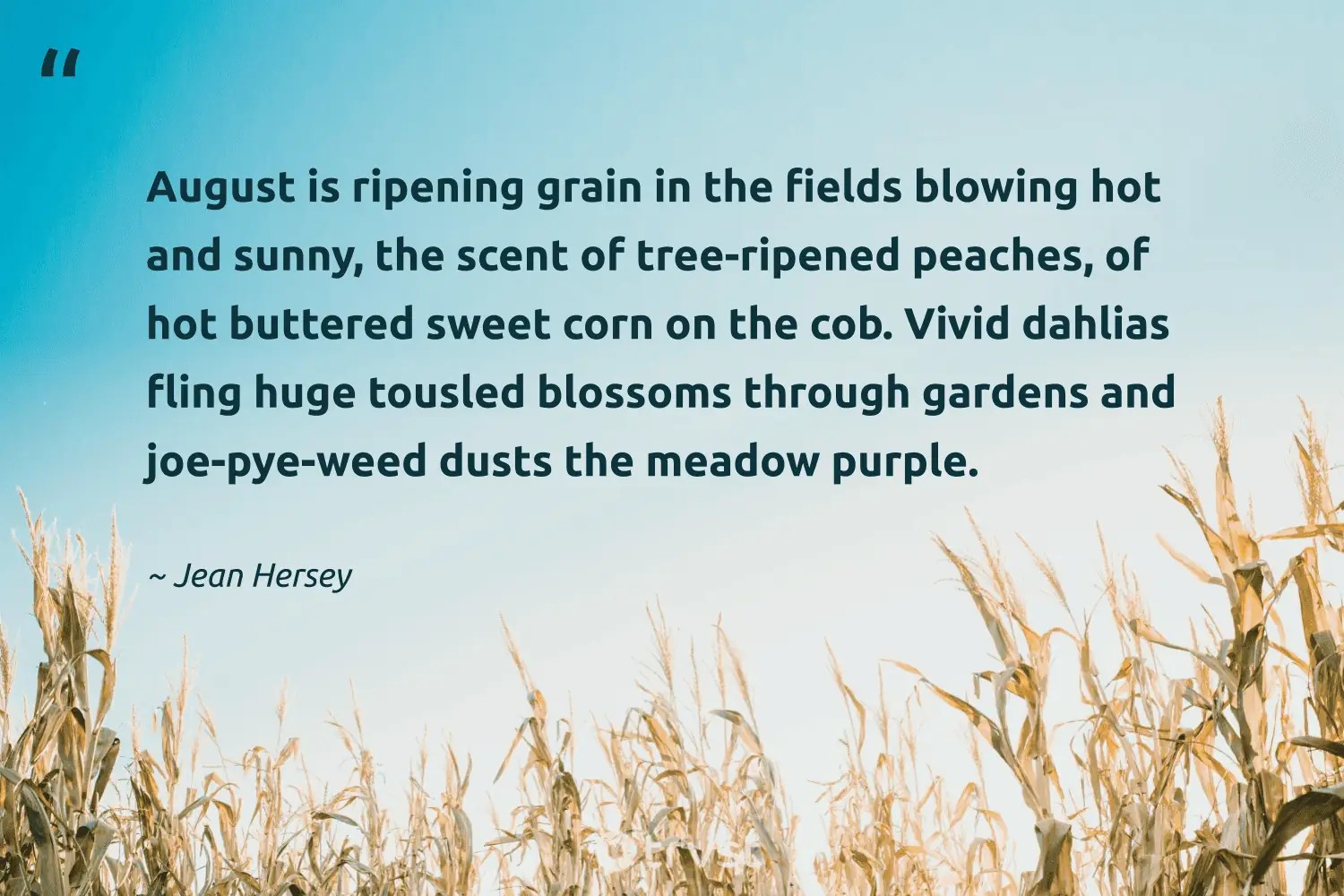 "August is ripening grain in the fields blowing hot and sunny, the scent of tree-ripened peaches, of hot buttered sweet corn on the cob. Vivid dahlias fling huge tousled blossoms through gardens and joe-pye-weed dusts the meadow purple." -Jean Hersey #trvst #quotes #bethechange #socialimpact