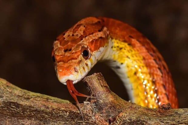 15 Interesting Corn Snake Facts About This Popular Pet