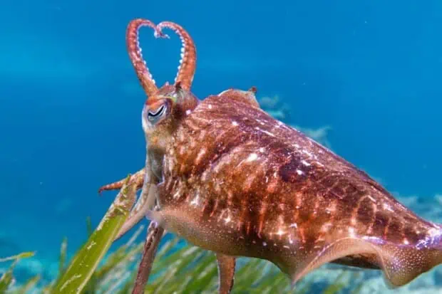 17 Cuttlefish Facts About The Chameleons of the Sea