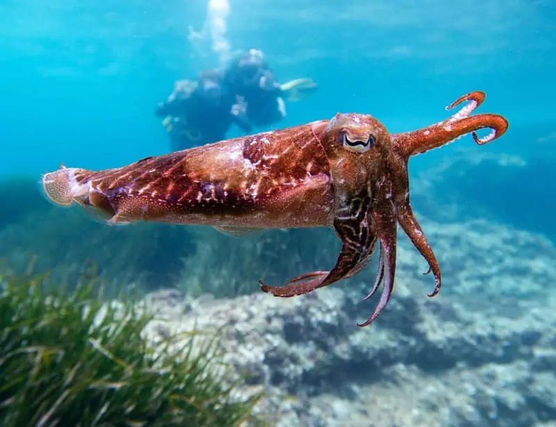 sea chameleon underwater