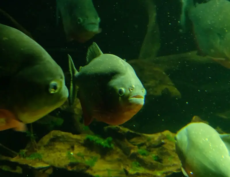 group of piranha