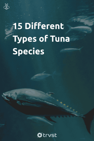 Pinterest Image for 15 Different Types of Tuna Species