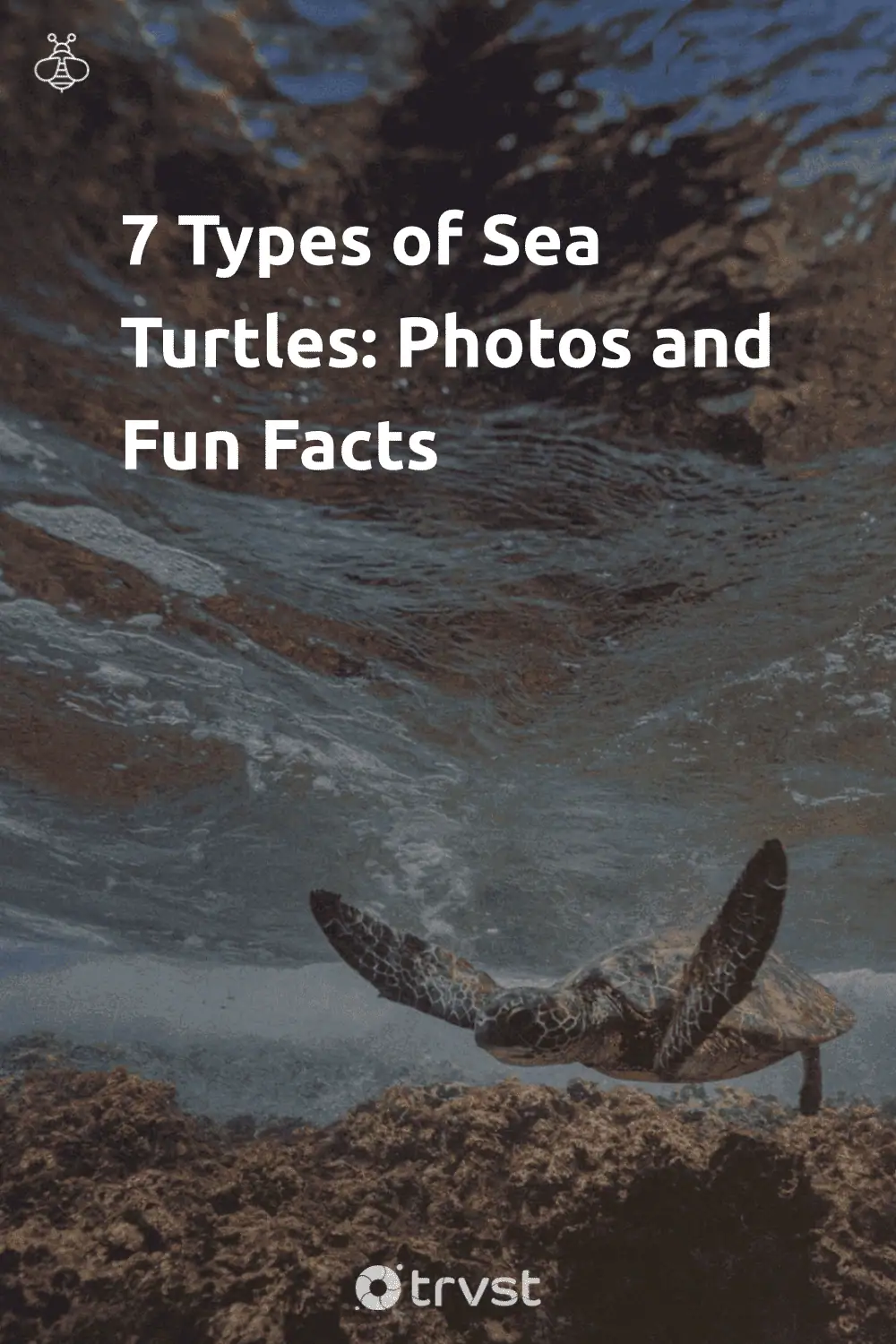 Pinterest Image for 7 Types of Sea Turtles: Photos and Fun Facts