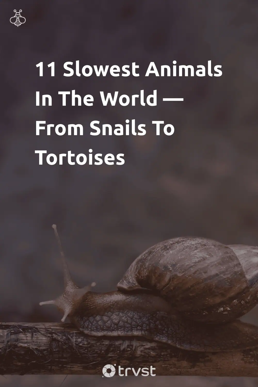 Pinterest Image for 11 Slowest Animals In The World — From Snails To Tortoises