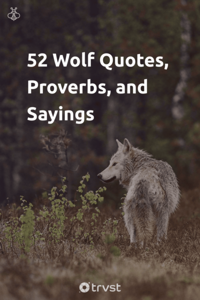 Pin Image Portrait 52 Wolf Quotes, Proverbs, and Sayings