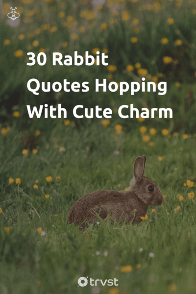 Pin Image Portrait 30 Rabbit Quotes Hopping With Cute Charm