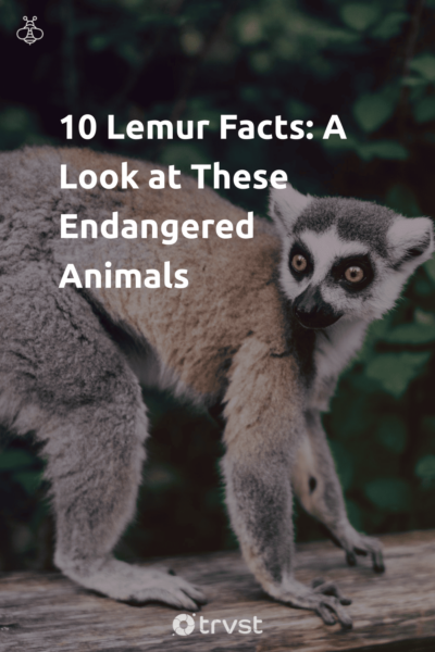 Pin Image Portrait 10 Lemur Facts: A Look at These Endangered Animals