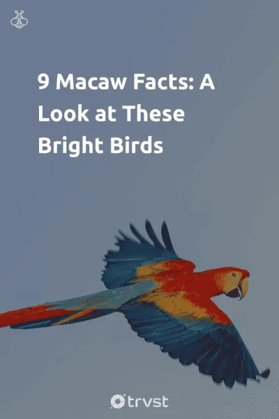 Pin Image Portrait 9 Macaw Facts: A Look at These Bright Birds