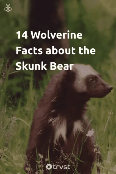 Pin Image Portrait 14 Wolverine Facts about the Skunk Bear