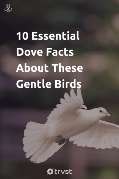 Pin Image Portrait 10 Essential Dove Facts About These Gentle Birds