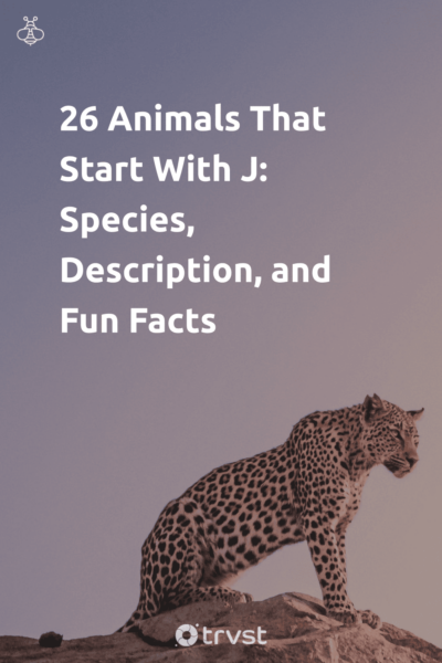 Pin Image Portrait 26 Animals That Start With J: Species, Description, and Fun Facts