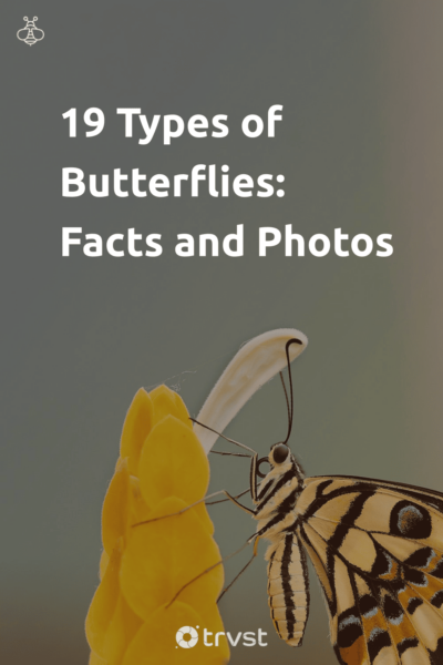 Pin Image Portrait 19 Types of Butterflies: Facts and Photos