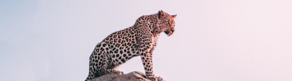 animals that start with j