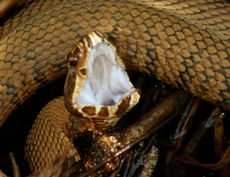 cottonmouth snake