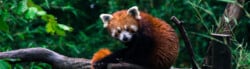 international red panda day