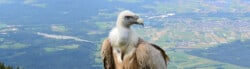 international vulture awareness day