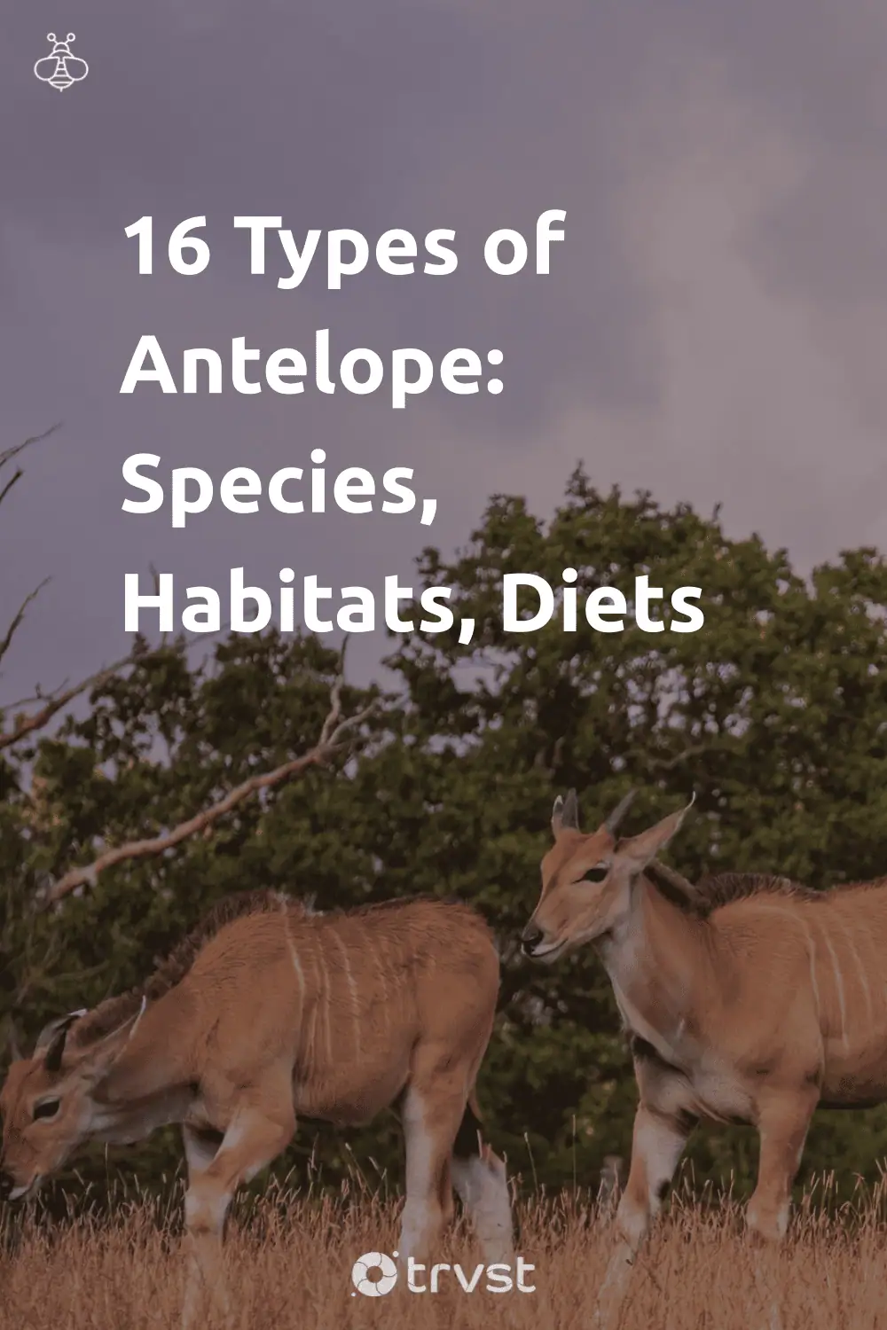 Pinterest Image for 16 Types of Antelope: Species, Habitats, Diets
