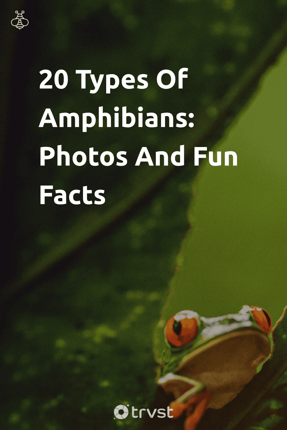 Pinterest Image for 20 Types Of Amphibians: Photos And Fun Facts